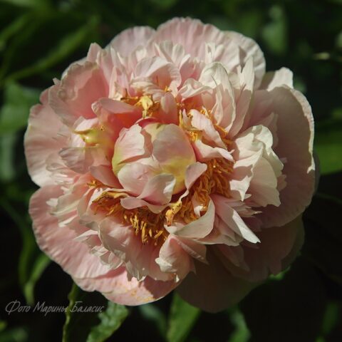 Triphena Parkin (Fawkner, 2010) Image by Marina Balasis