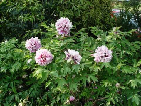 Turmalin (Rieck, 2002)