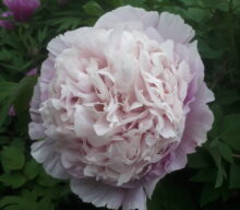 Peony Hybridizers: Khorosh Igor