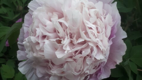 Peony Hybridizers: Khorosh Igor