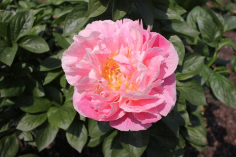 Veni Vidi Vici (Future Peonies) Veni Vidi Vici (Future Peonies)