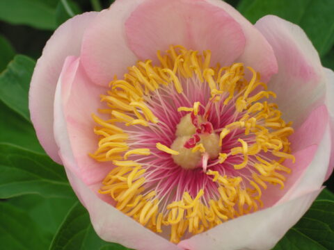 Vesniane Defile (Gorobets, unregistered)