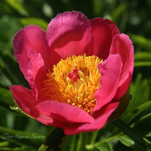 Wavelength (Fawkner, 2013) Image by Marina Balasis