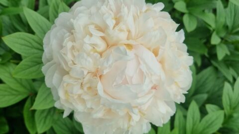 Peony Hybridizers: Houtenbos Theodorus