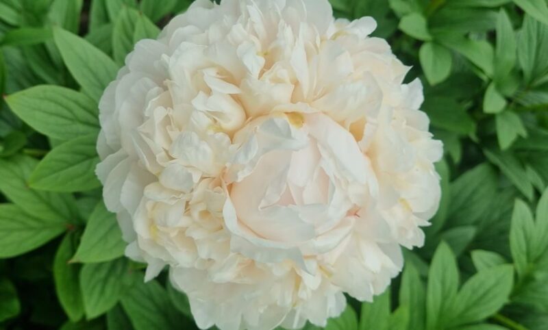 Jill (Noho Peonies, 2025)