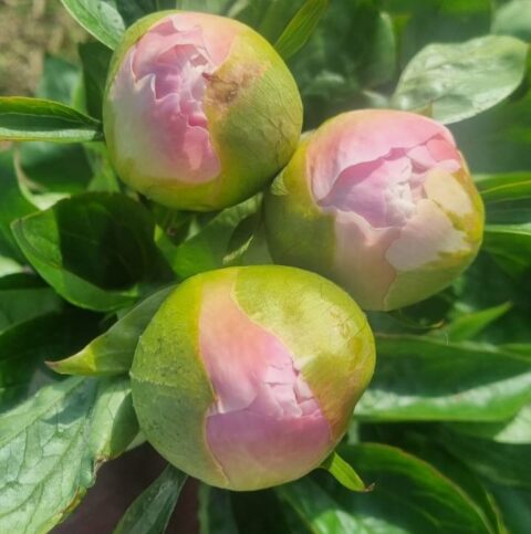 Jill (Noho Peonies, 2025)