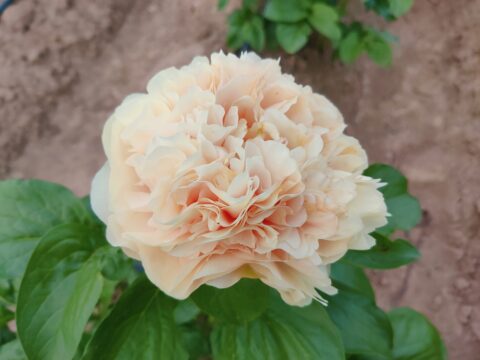 XiangBin Shengdian (Pastelegance x Lemon Chiffon)