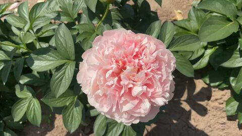 Y25-134 (Salmon Dream x Lemon Chiffon)