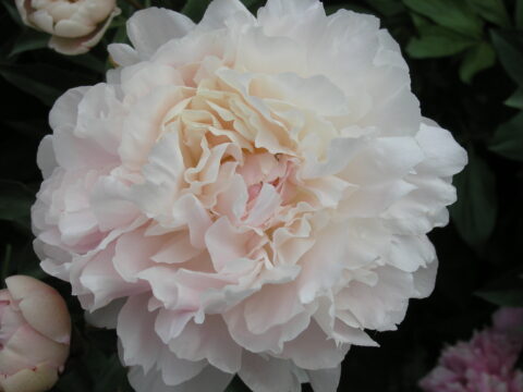 Zahadka Khersonesa (Gorobets, 2022)