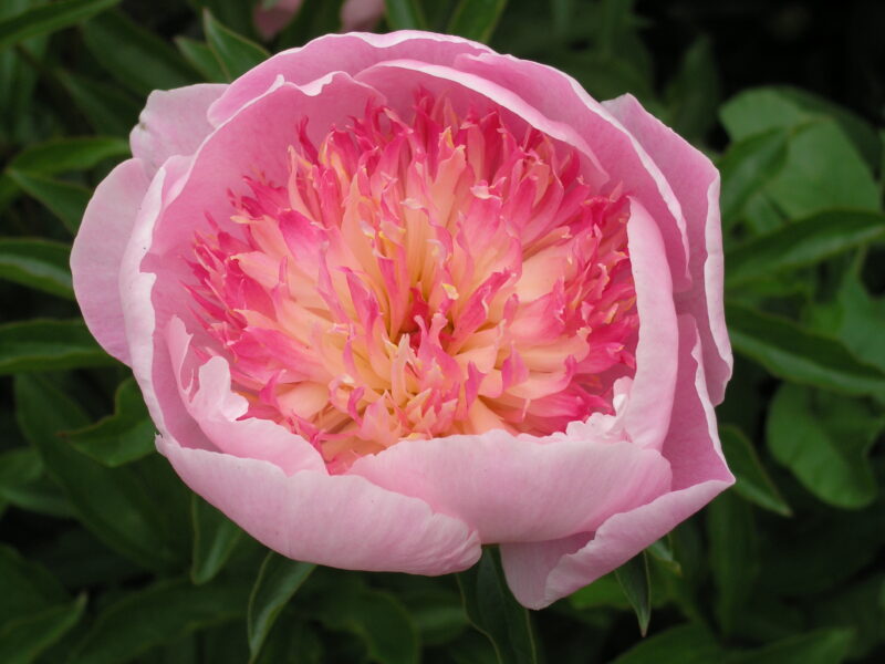 Zhemchuzhna Rossyp (Gorobets, 1989)