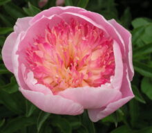 Peony Hybridizers: Gorobets Vasyl