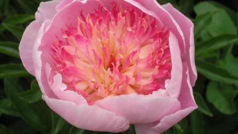 Peony Hybridizers: Gorobets Vasyl