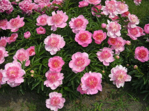 Zhemchuzhna Rossyp (Gorobets, 1989)