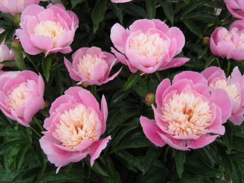 Zoriana (Gorobets, 2011)