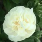 Profile picture of Paul