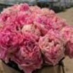 Profile picture of Svetlana