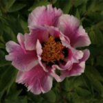 Profile picture of Irmtraud Rieck