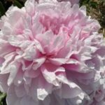 Profile picture of Yulia