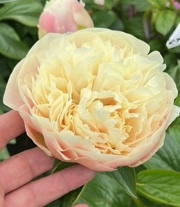 bicolor late hybride 5 juni