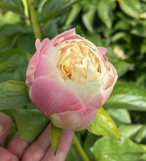 bicolor late hybride in knop