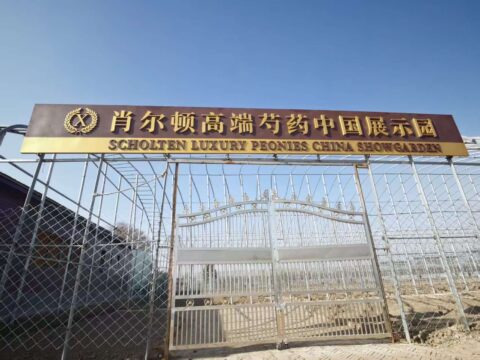 Scholten Luxury Peonies China Showgarden