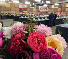CNB Dutch Peony Days 2025