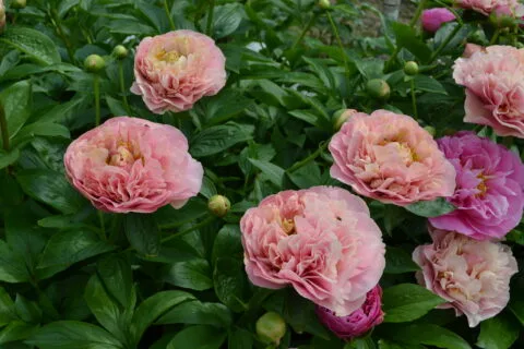 Drolla (Miely, 2004)