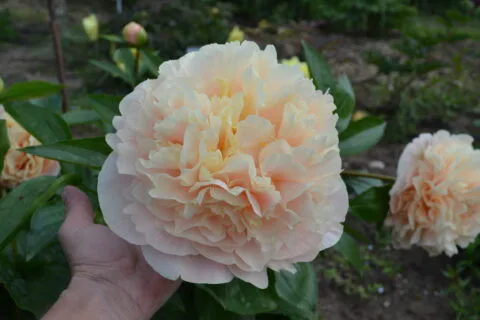 Elsa von Brabant (Miely, 2009)