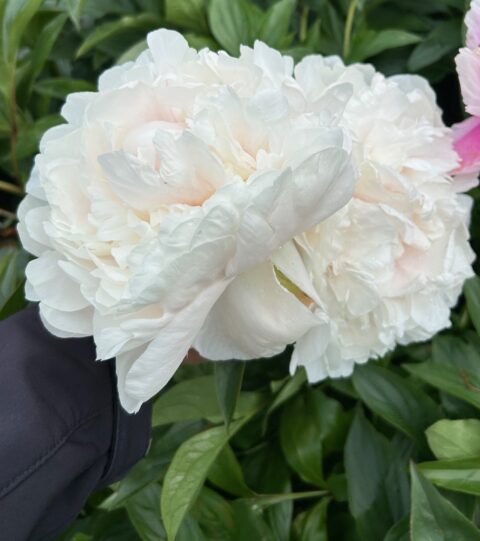 extreem late lactiflora 15 juni