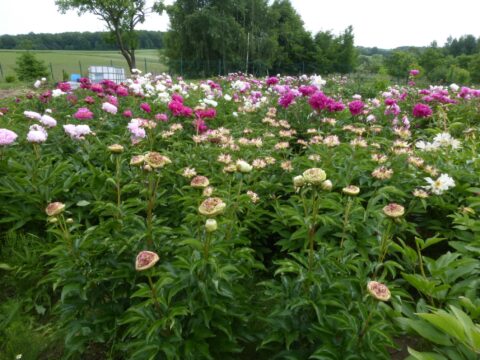 garden_paeonia_01 - fiona12fiona12