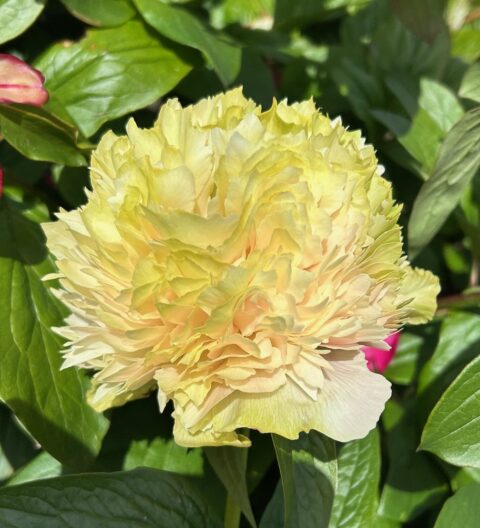 groen pastel super gevuld hybride