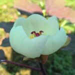 Group Profile photo of Species Peonies International Network (SPIN)
