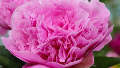 Peony Hybridizers: Anokhin Petr
