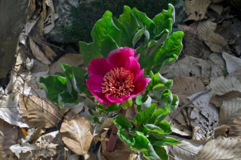 kesrouanensis celik 03
