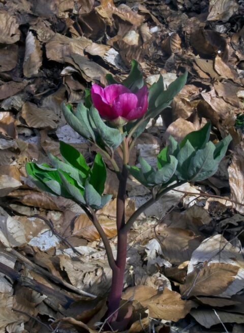 kesrouanensis celik 04