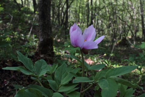kesrouanensis celik 05