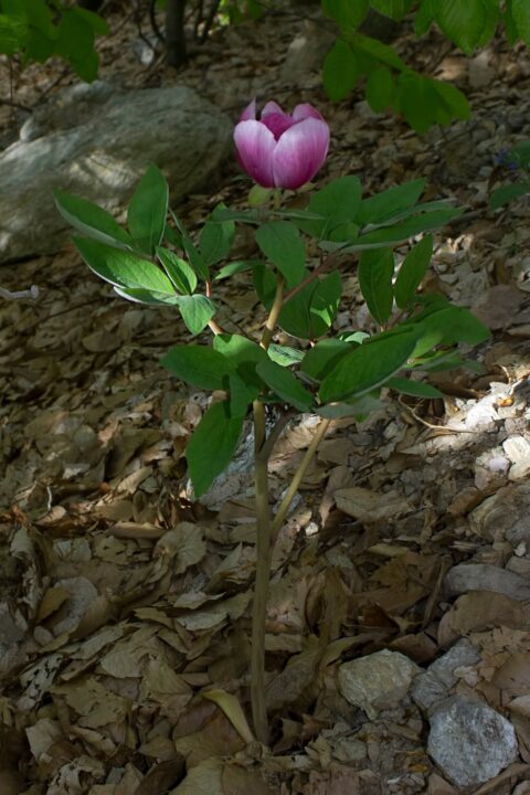 kesrouanensis celik 09