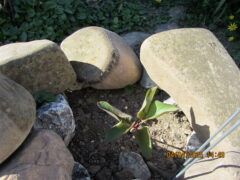 Paeonia mascula ssp. boduri