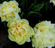 Oriental Gold: Legend, Hypothesis, and the Scientific Mystery of a Peony