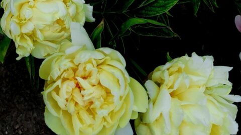 Oriental Gold: Legend, Hypothesis, and the Scientific Mystery of a Peony