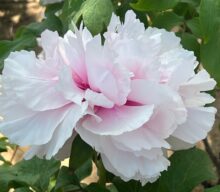 The Peony in China: A Few Journeys