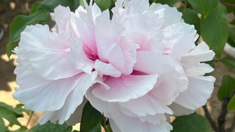 The Peony in China: A Few Journeys