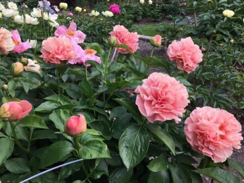 seedling from Nate Bremers Advanced Generation Herbaceoud Hybrid Seedling Mixture from doule seedlings - Teppi Kinnari