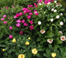 Some Asiatic peonies