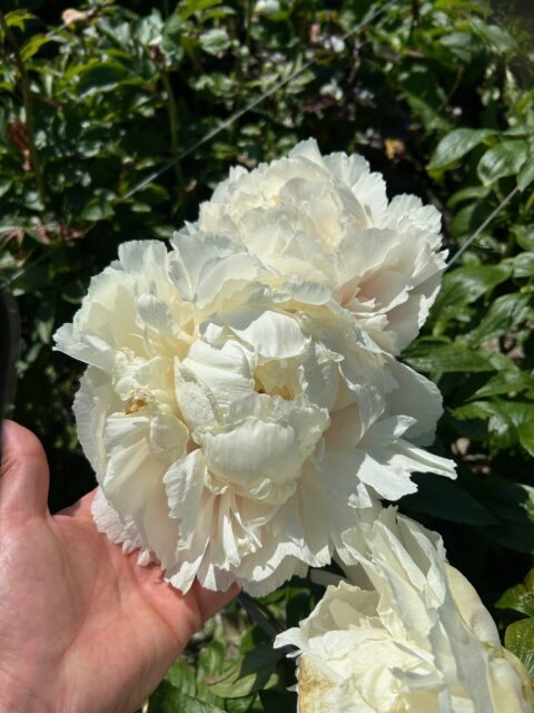 xl knop en bloem hybridejpg