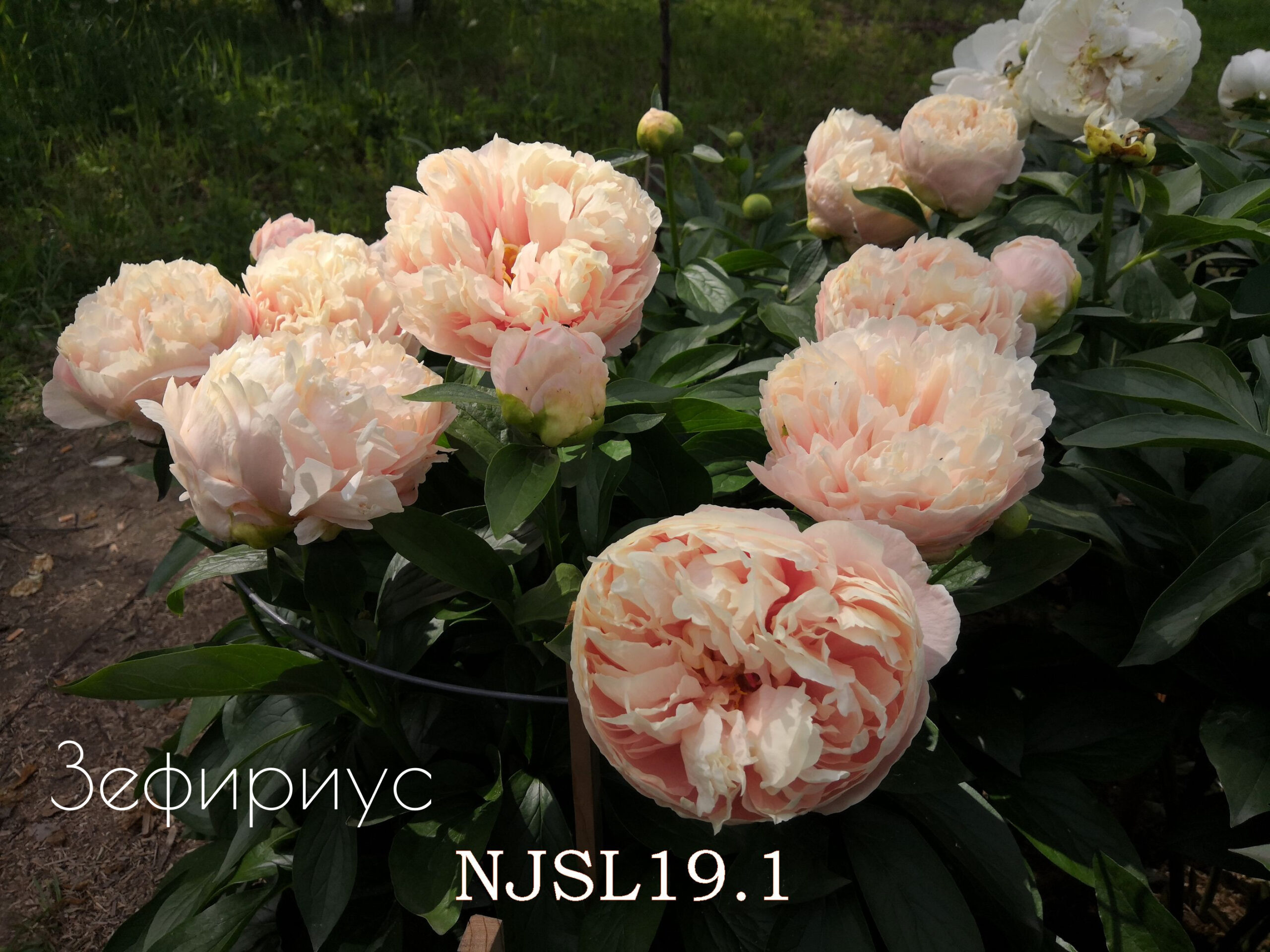Peony Hybridizers: Lukoyanov Yuri – The Peony Society