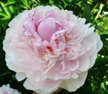 Peony Hybridizers: Vynogradska Elina