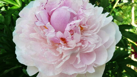 Peony Hybridizers: Vynogradska Elina