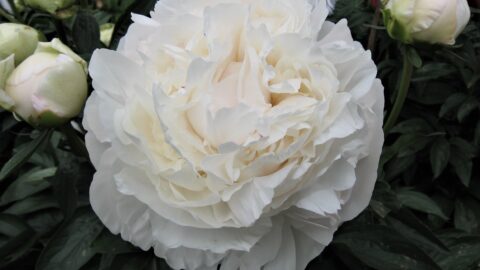 Peony Hybridizers: Skakodub Anatoliy – Askarova Larissa