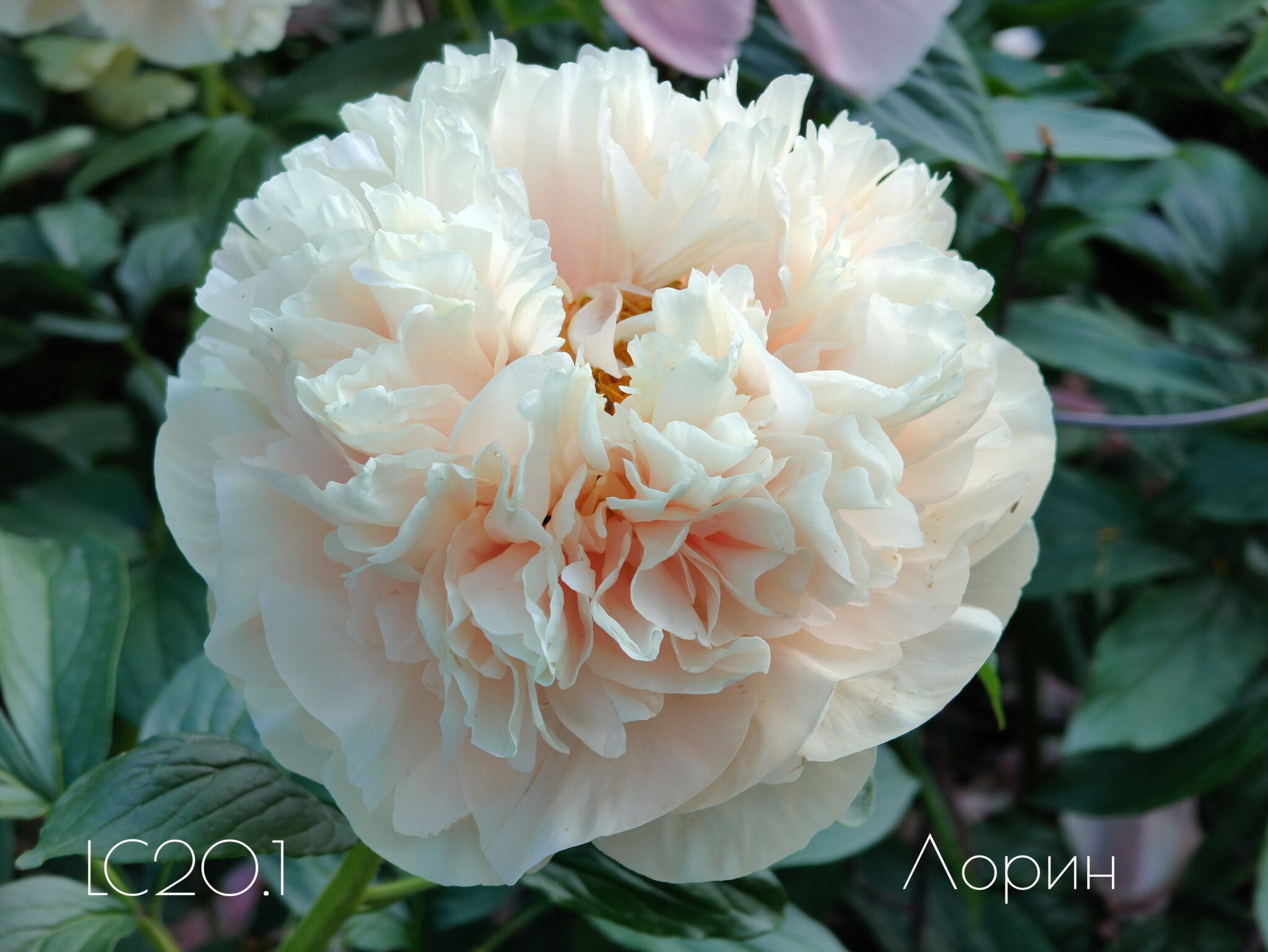 Peony Hybridizers: Lukoyanov Yuri – The Peony Society